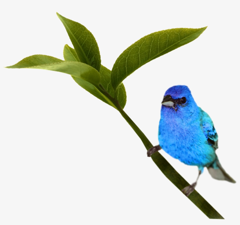 Bird, transparent png #6397950