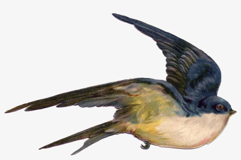 Fairy Bird Png Photo - Vintage Birds Public Domain, transparent png #6398723