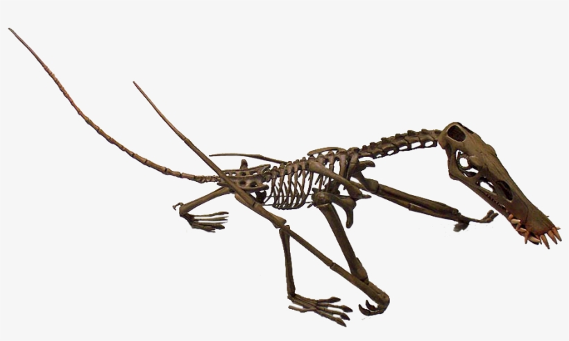 Dorygnathus Banthensis Ground Posture - Dorygnathus, transparent png #6399048