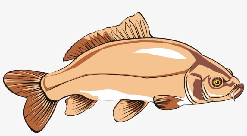 Common Carp Catfish Carp Fishing Free Commercial Clipart - Carp Clipart, transparent png #640188
