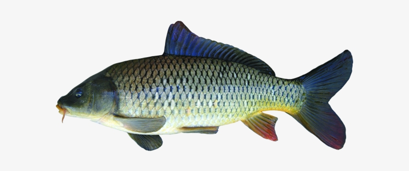 Common Carp - Маленький Сазан, transparent png #640265