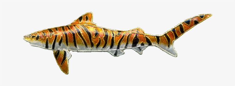 0230pin, transparent png #640307