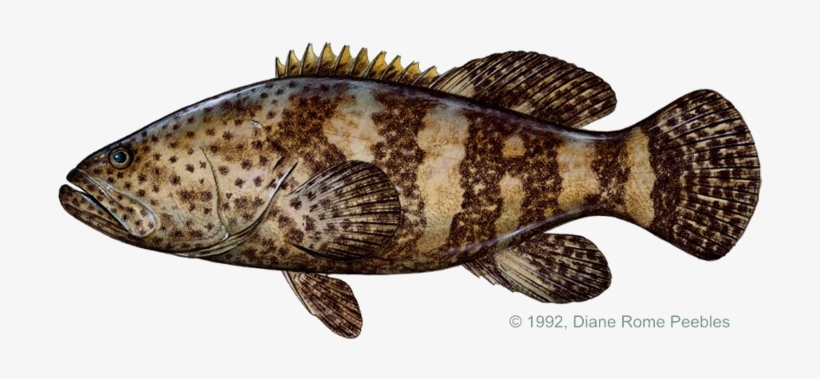 Grouper, Goliath - Sea Of Cortez Grouper, transparent png #640586