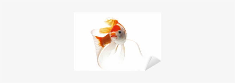 Goldfish, transparent png #640609
