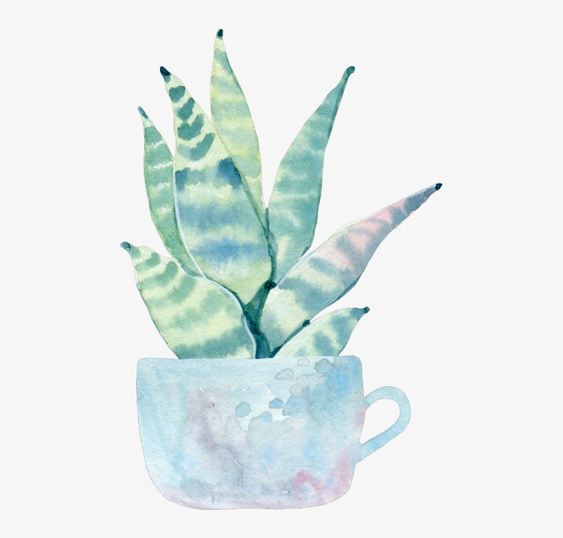 Simply Echeveria Cactus In Pastel Cactus Green, transparent png #642468