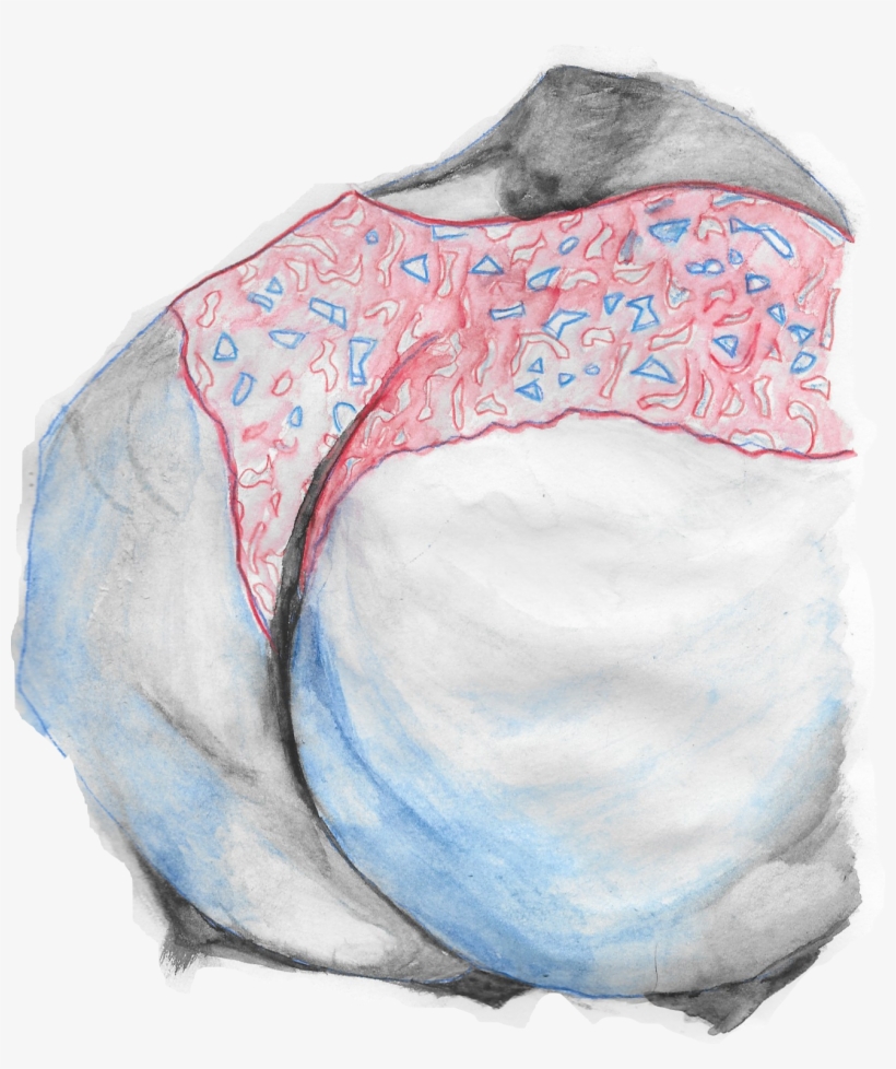 Watercolor - Sketch, transparent png #643677