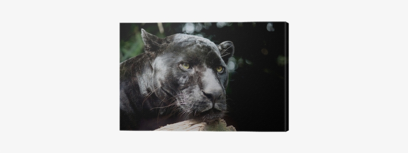 First Wall Art - Black Panther Over Wood Wall Art Painting, transparent png #643846