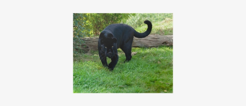 Black Jaguar Stalking, transparent png #643937