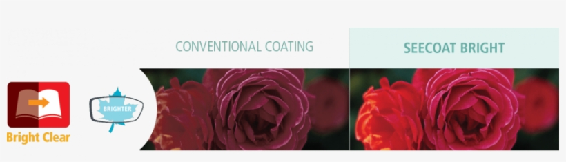 Lighting Becomes Even More Notable After The Age Of - Garden Roses, transparent png #644812