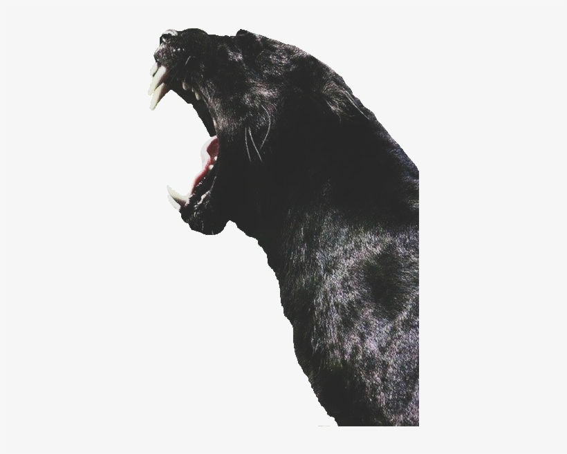 Monday Dopeness On Sneakhype Tap The Link For An Awesome - Black Panther Animal Profile, transparent png #644819