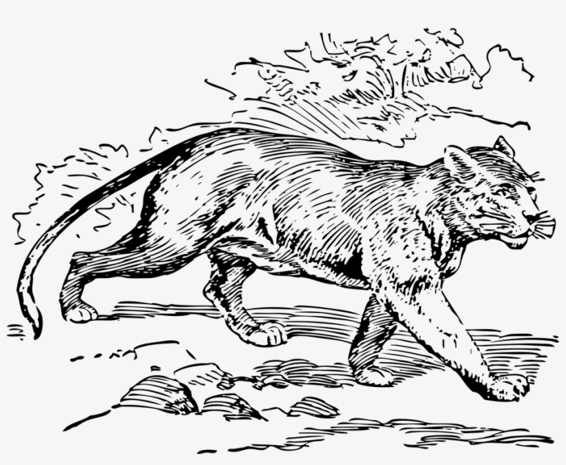 Jaguar Png Clipart - Animal Outline Art, transparent png #645183