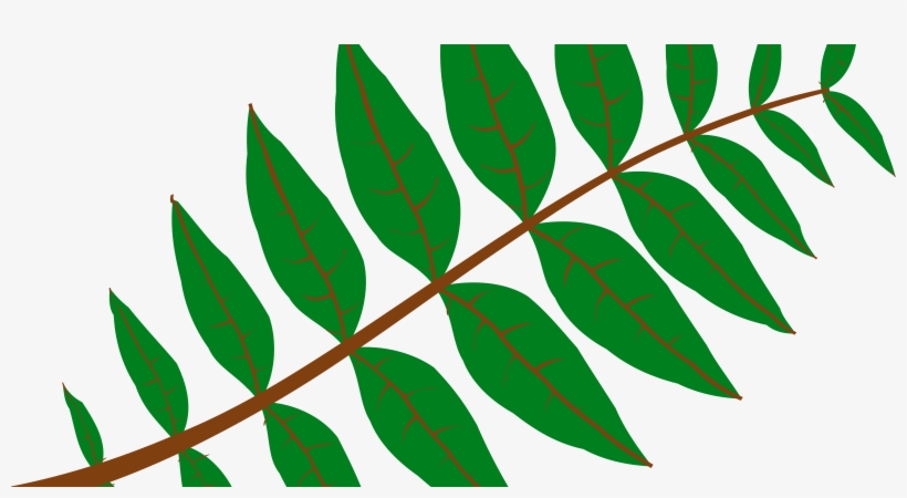 Pinnation Leaf Drawing Computer Icons - Leaf Clip Art, transparent png #645299