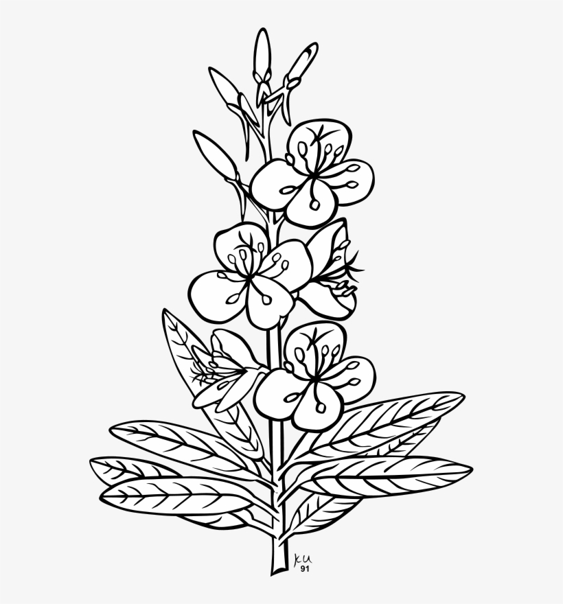 Jpg Black And White Download Fire Weed Coloring Page - Plants Outline, transparent png #645392