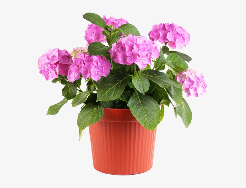 Feel Good About Visiting The Same Nursery Where The - Flower In Pot Png, transparent png #646031