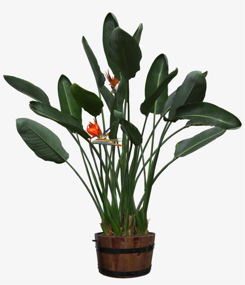 Visit - Cut Out Pot Plants, transparent png #646082