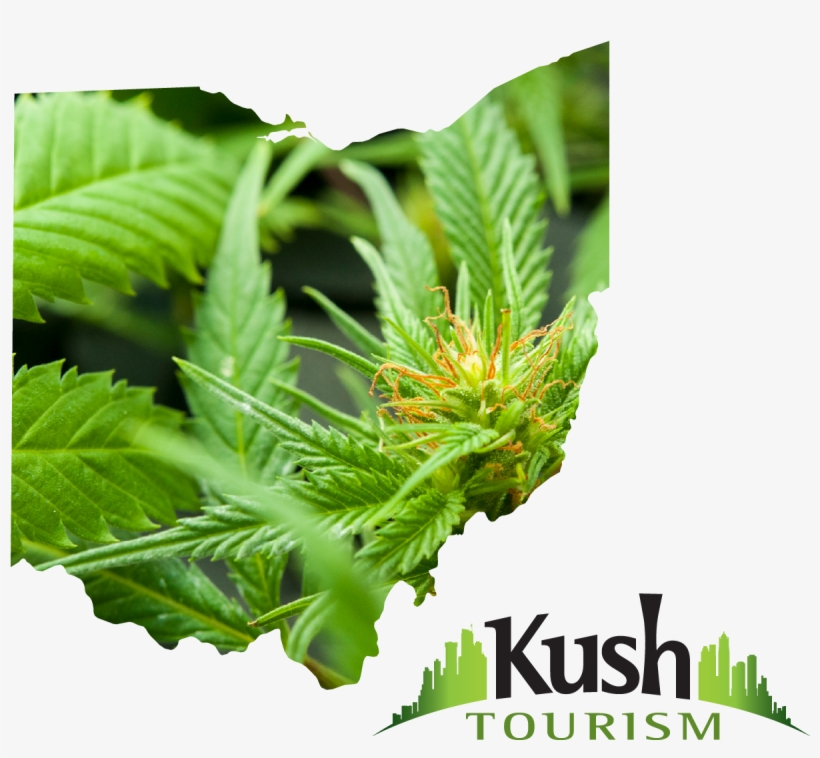 Ohio Joint Travel Regulations Images Ohio Marijuana - Cannabis, transparent png #646108