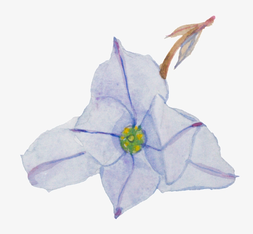 Purple Hand Painted Small Flower Watercolor Transparent - Watercolor Painting, transparent png #646110