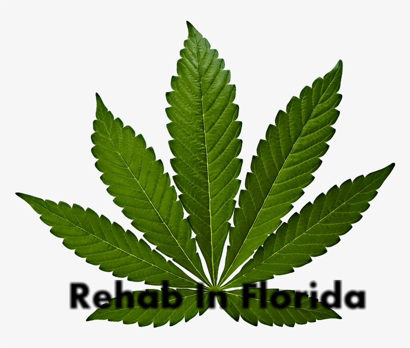 Rehab For Marijuana Abuse - Cannabis Leaf, transparent png #646133