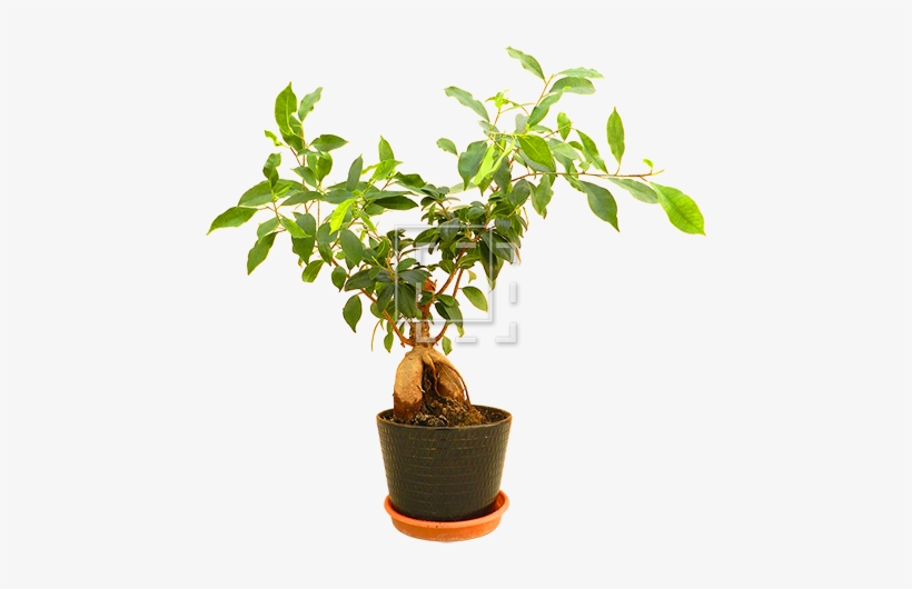 Cutout People - Flowerpot, transparent png #646135
