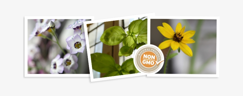 Enjoy The Flowers - Pansy, transparent png #646662