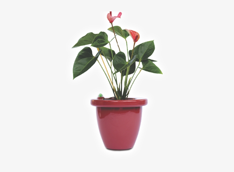 Previous - Next - Potted Plants Transparent, transparent png #646691