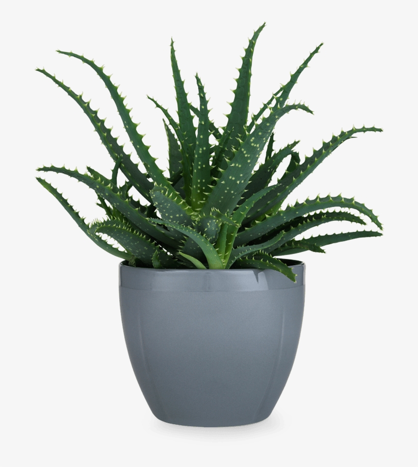 Potted Plant Png - Rosendahl - Grand Cru Cachepot Grey 14 Cm, transparent png #646857