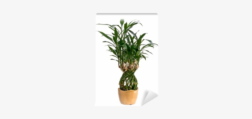 Bamboo, transparent png #647188