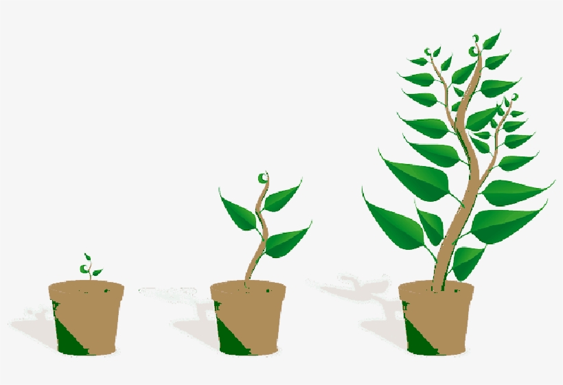 Mb Image/png - Getting To Know Plants, transparent png #647216