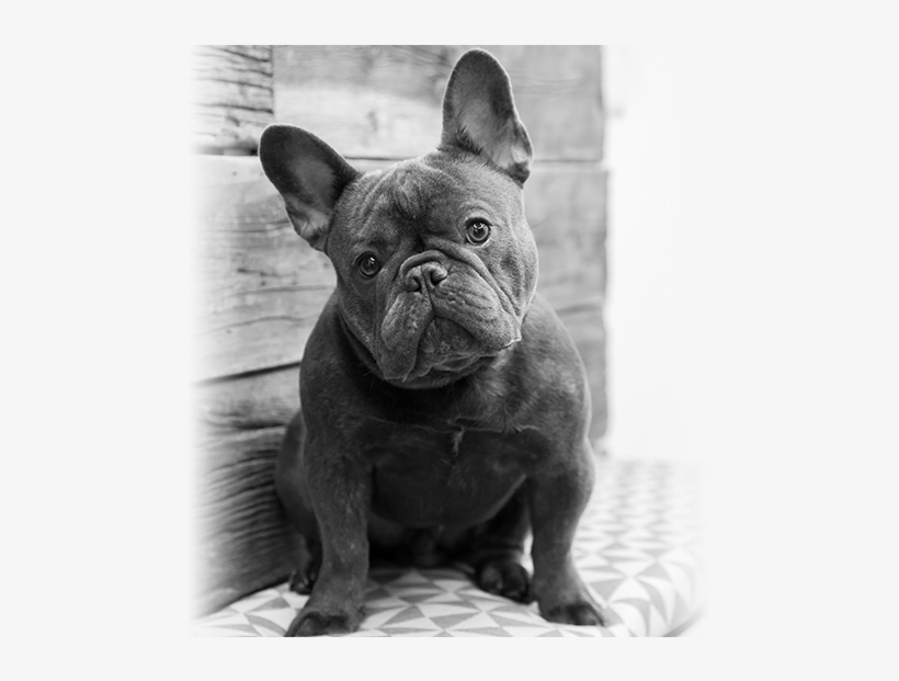 Contact Us - French Bulldog, transparent png #647730