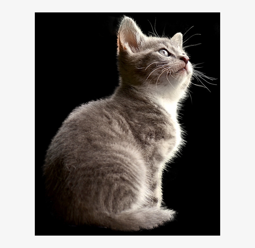 Fun Facts Abouts Animals, transparent png #6401052