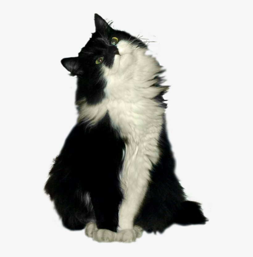 Cat, transparent png #6401597