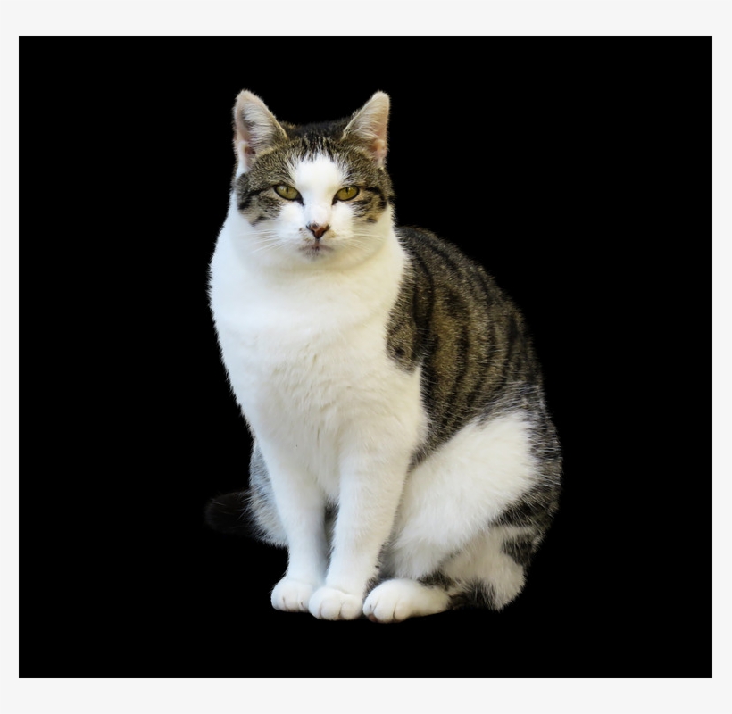 Png Images - Cat, transparent png #6401731