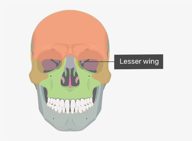 Greater Wing Is The Larger Of Two Wing-like Lateral - Frontal Process, transparent png #6402482