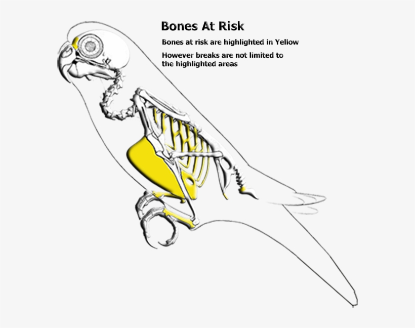 Weak Areas - Parakeet Bones, transparent png #6402768