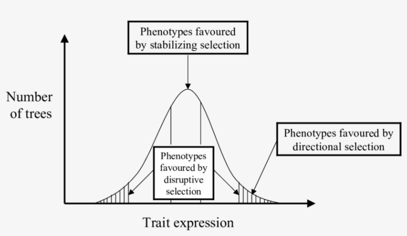 Bell Shaped Curve Representing The Normal Distribution - Diagram, transparent png #6403317