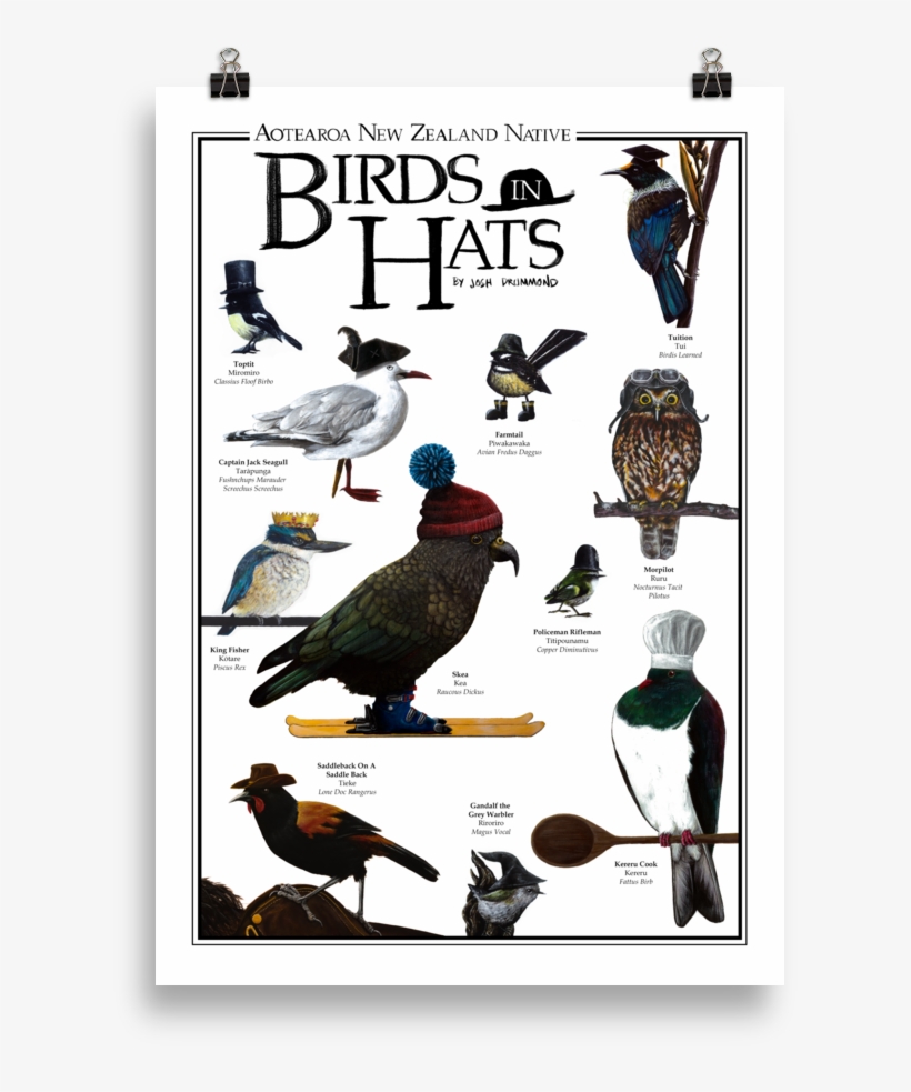 Aotearoa New Zealand Native Birds In Hats - African Grey, transparent png #6404840