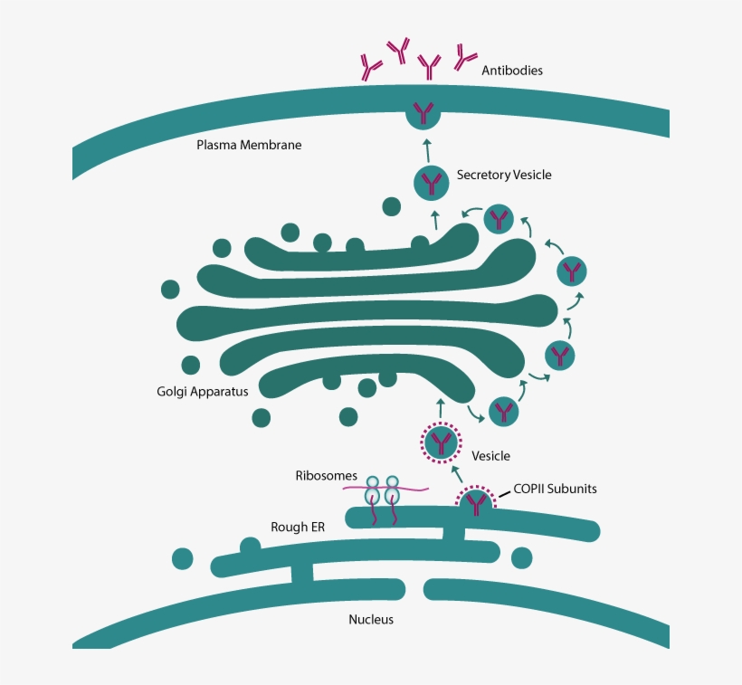 Secretion - Signal Peptide Secretion Pathway, transparent png #6405997