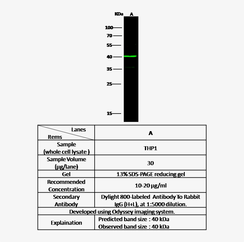 Catalog - 100447-t32 - Number, transparent png #6406040