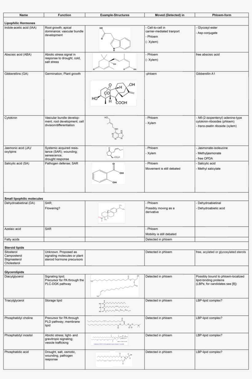 Plant Phloem Table - Physician, transparent png #6406626