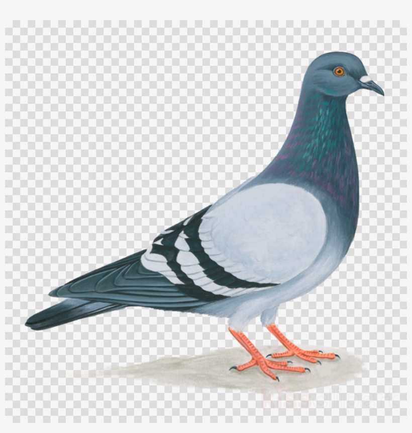 Rock Pigeon Clipart Homing Pigeon Pigeons And Doves - Pigeons And Doves, transparent png #6407260