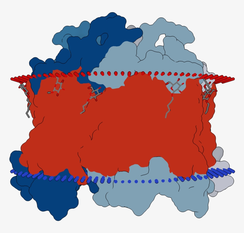 Transmembrane Flat Surface Display Opm - Illustration, transparent png #6407588
