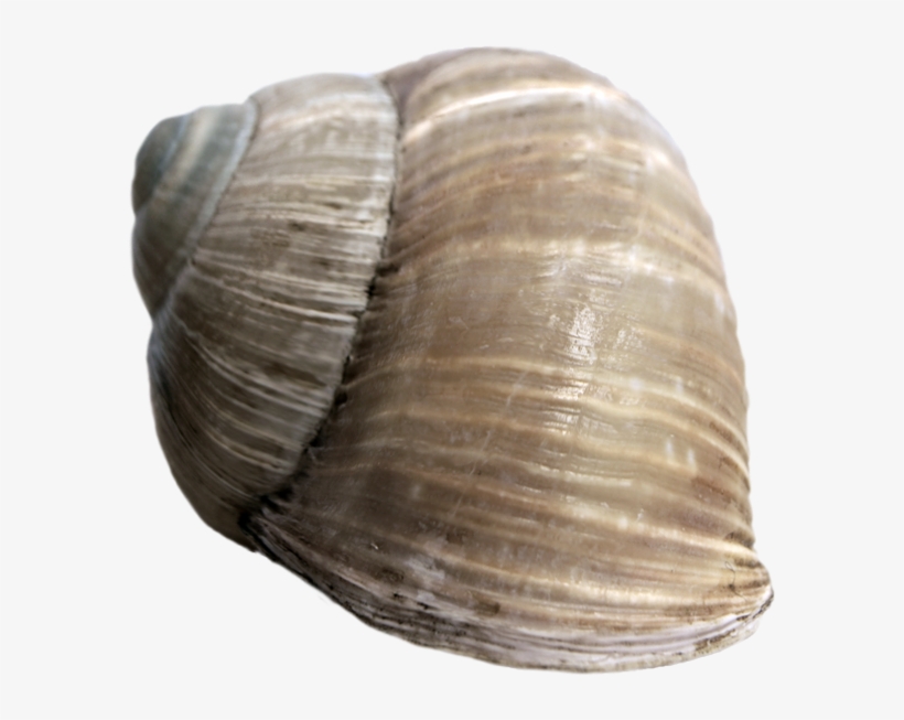 Snail Shell Png - Baltic Clam, transparent png #6408278