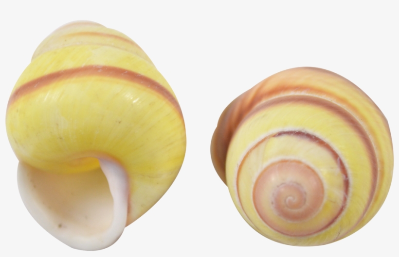 Banded Yellow Snail Shell .75-1", transparent png #6408387