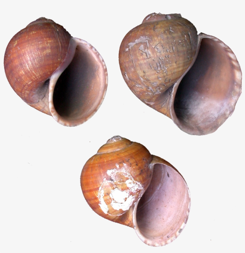 019 Columbiensis Mnhn 1 - Lymnaeidae, transparent png #6409211