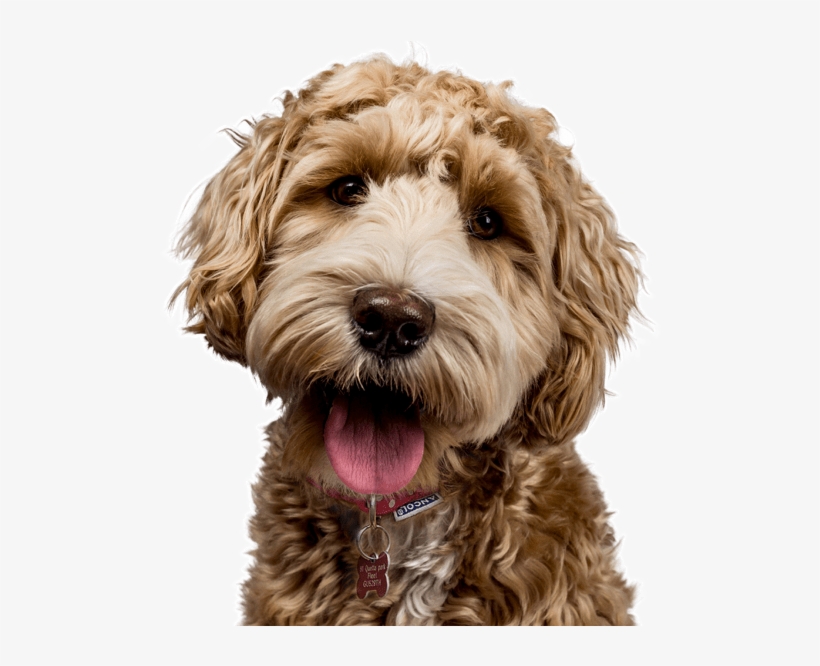 Search - Golden Labradoodle, transparent png #6409272