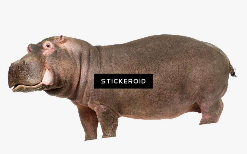 Hippo, transparent png #6414804