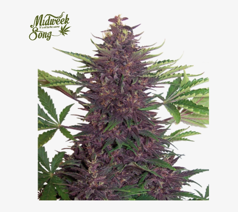 Clipart Black And White Stock Buddha Seeds Auto Cannabis - Buddha Seeds, transparent png #6415065
