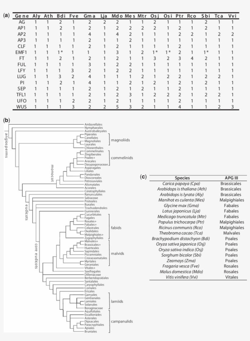 Gene Conservation Data, Species Used, And Their Placement - Darkness, transparent png #6416452