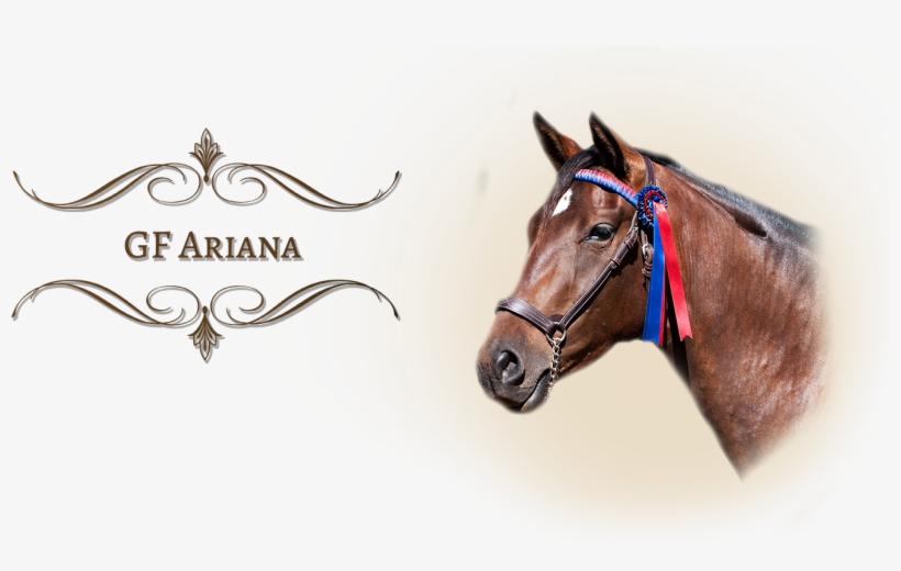 2007 Bay Iberian Warmblood Mare By Multi-national Champion - Academy Awards, transparent png #6416516