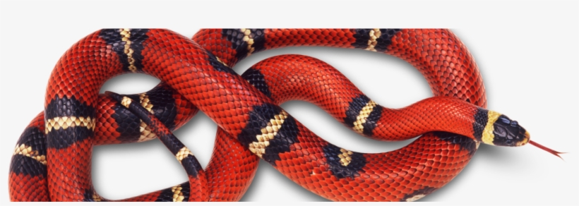Can We Brain-train Our Emotions A New Study Suggests - Snake Red, transparent png #6417571